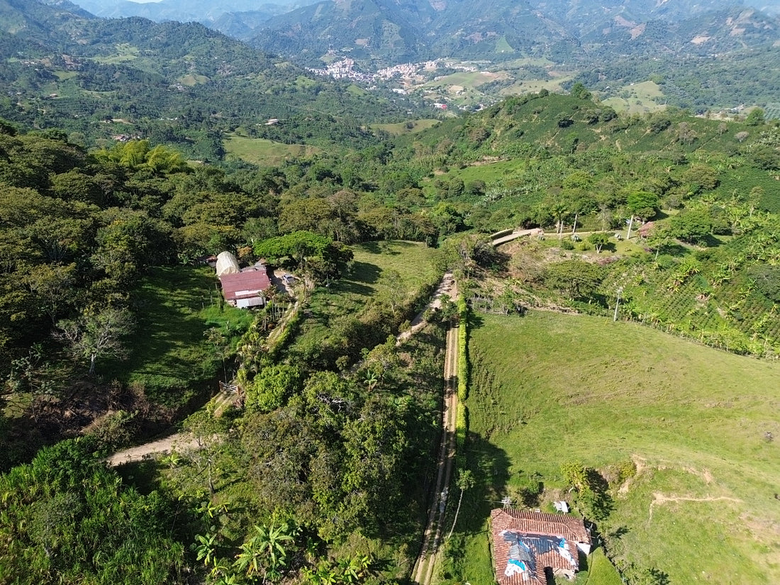 Recorrido por los Paisajes Cafeteros Antioqueños: Una Aventura para el Alma y los Sentidos